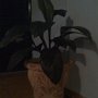 decoracao (7)